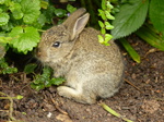 FZ030110 Little bunny rabbit.jpg